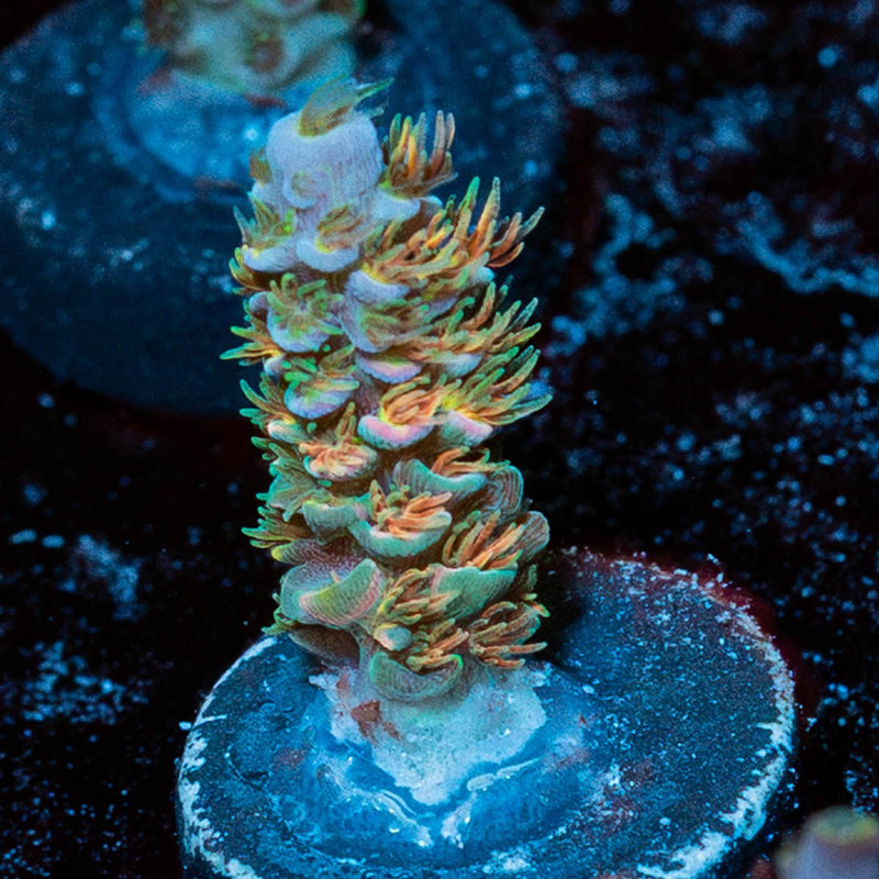 Chevron Acropora