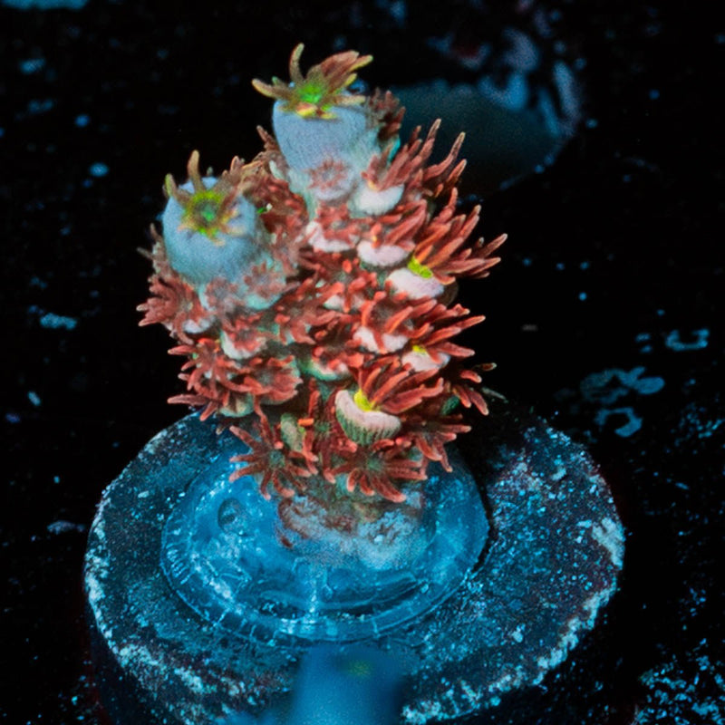 Cherry Bomb Acropora