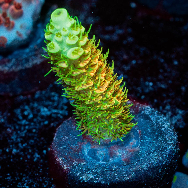 RMF Acid Trip Acropora