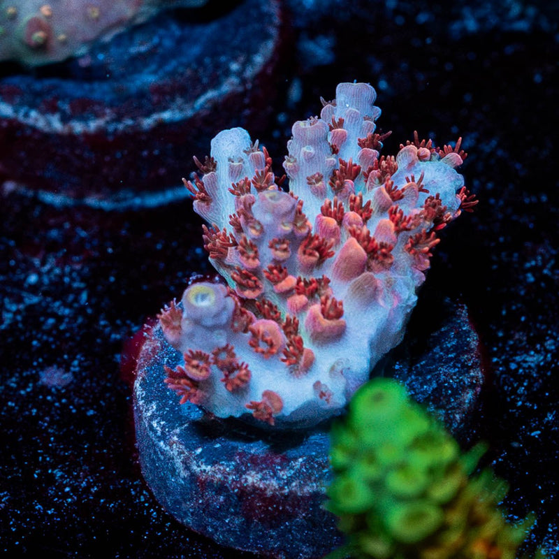 Princess Peach Acropora
