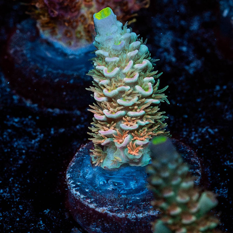 chevron Acropora