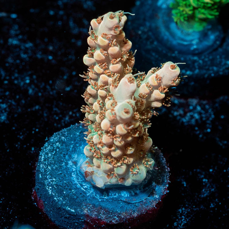 Temporal distortion acropora