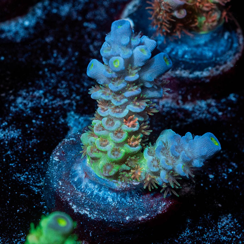 Rainbow Fusion Acropora