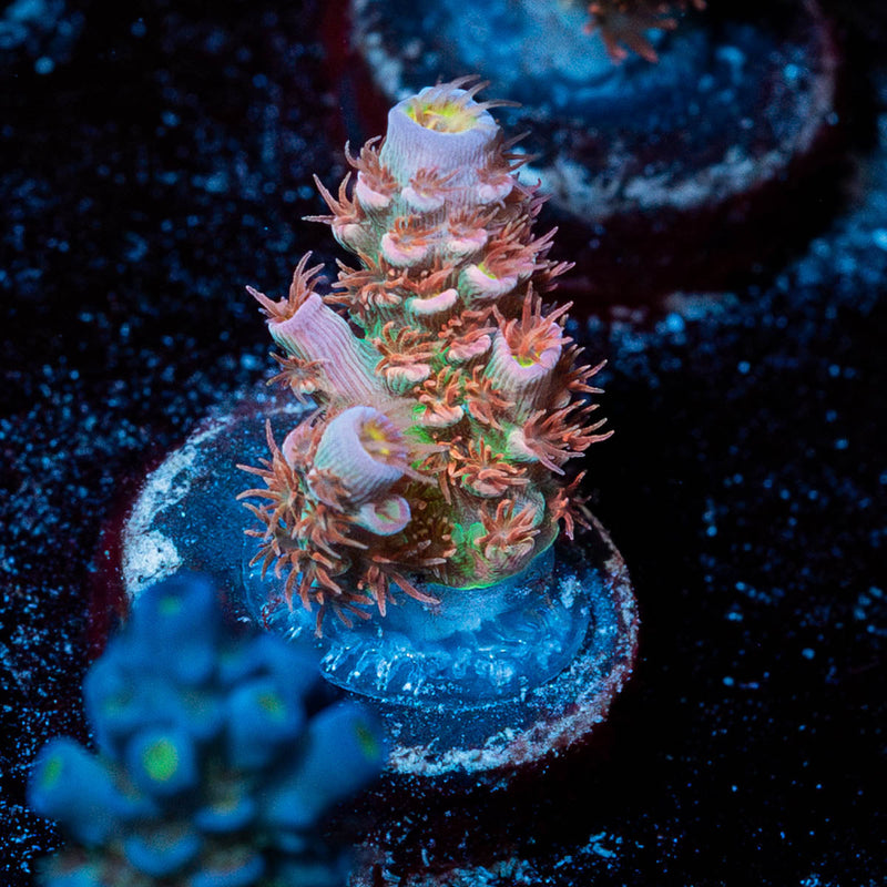 Cherry Bomb Acropora