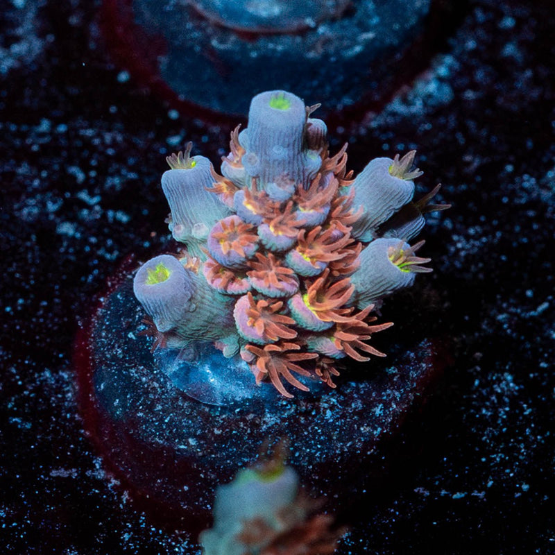 Globe Master Acropora