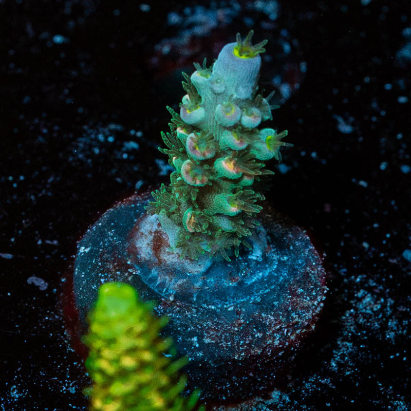 Circus Freak Acropora
