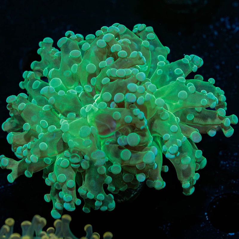 Green Frogspawn