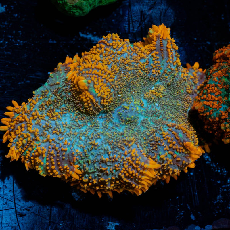 Raunchy Rhodactis Mushroom