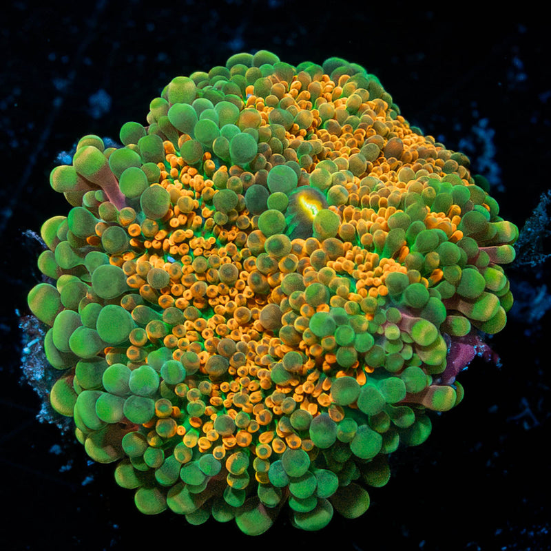 Midas Touch Yuma Mushroom