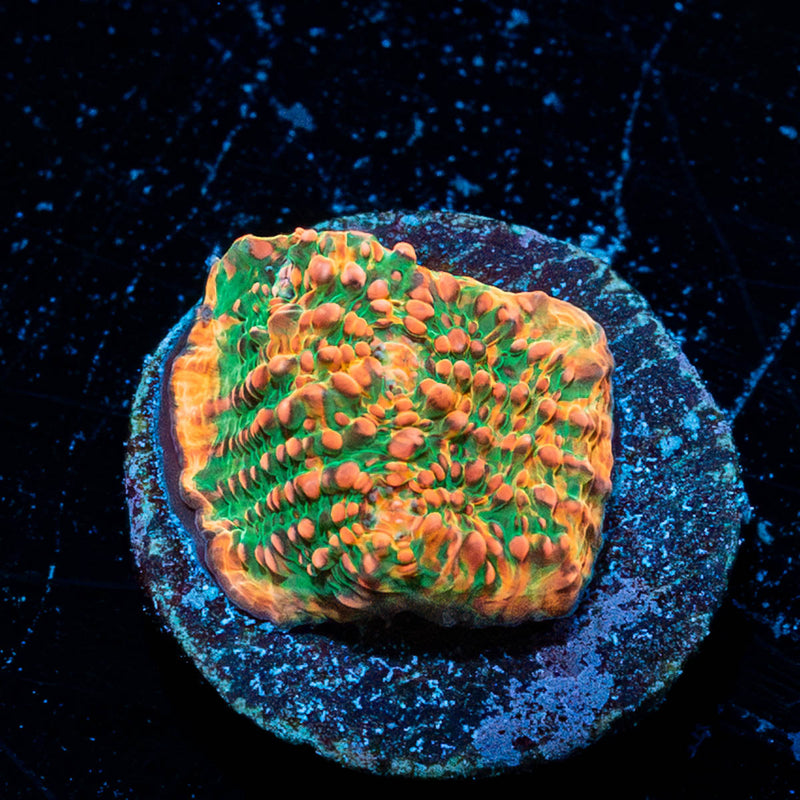 Psychedelics Chalice