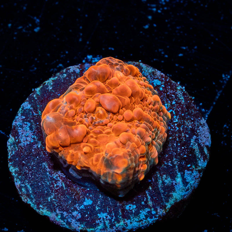 Jolly Rancher Chalice