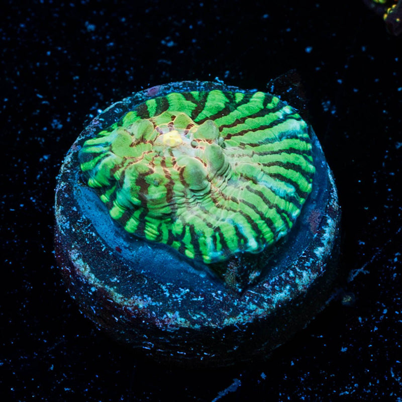 Mask Convict Chalice