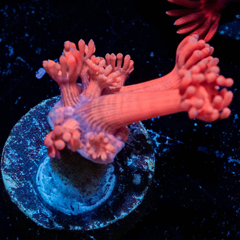 Red Goniopora