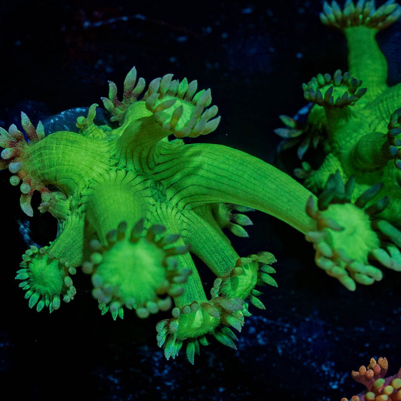 Bubble Toes Goniopora