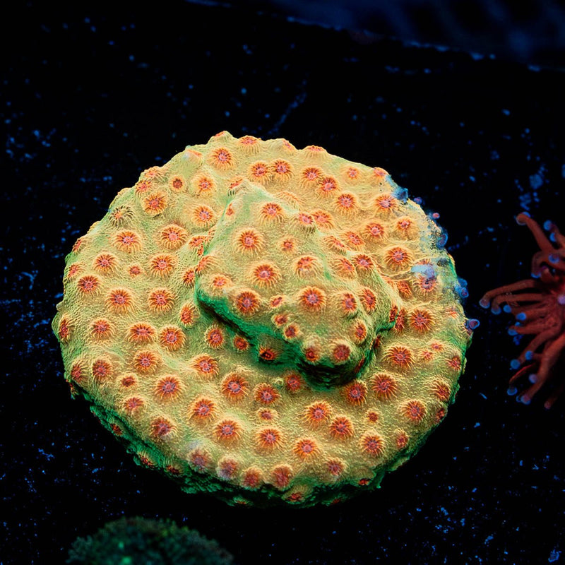 WWC Defcon Cypreastrea