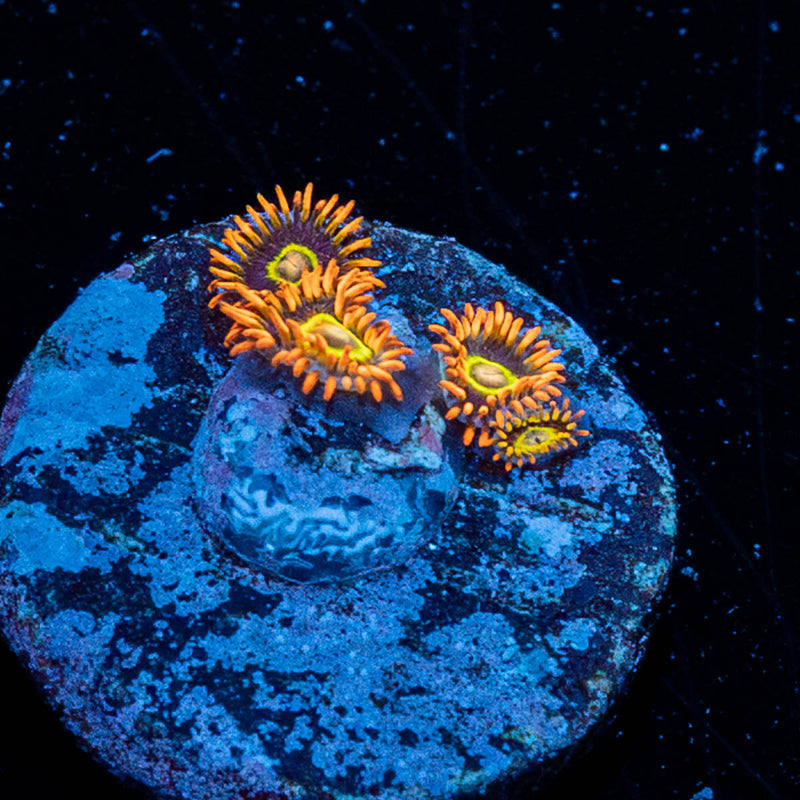 Rainbow Hornets Zoanthid