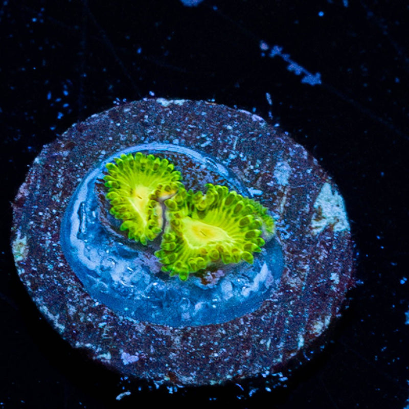 Emerald Murals Zoanthid