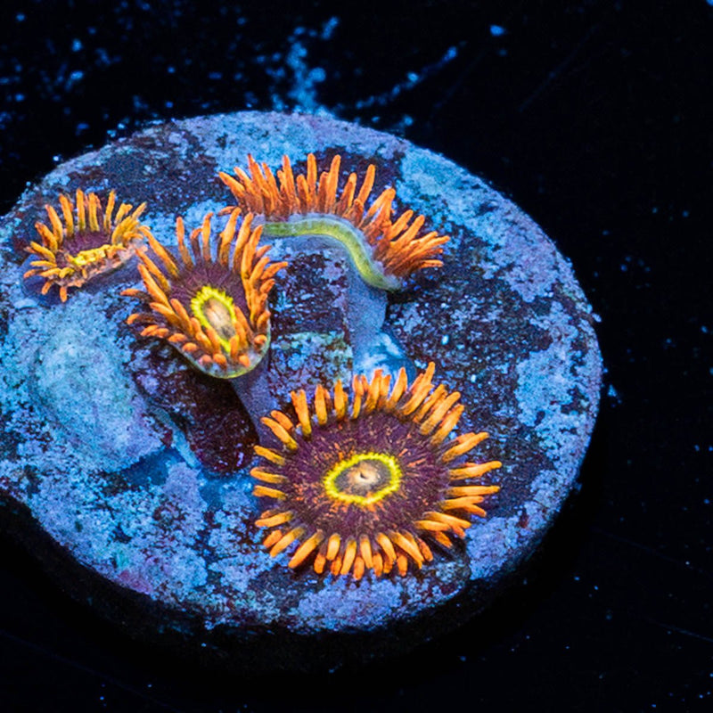 Rainbow Hornets Zoanthid