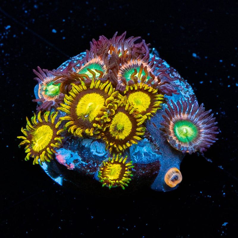 Zoanthid Combo