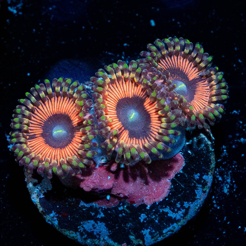 Fruit Ninja Zoanthid