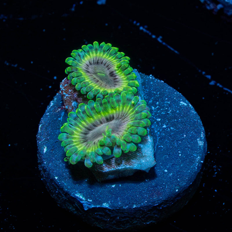 Goblin Infornos Zoanthid