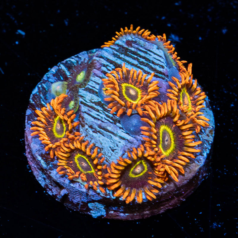 Rainbow Hornets Zoanthid
