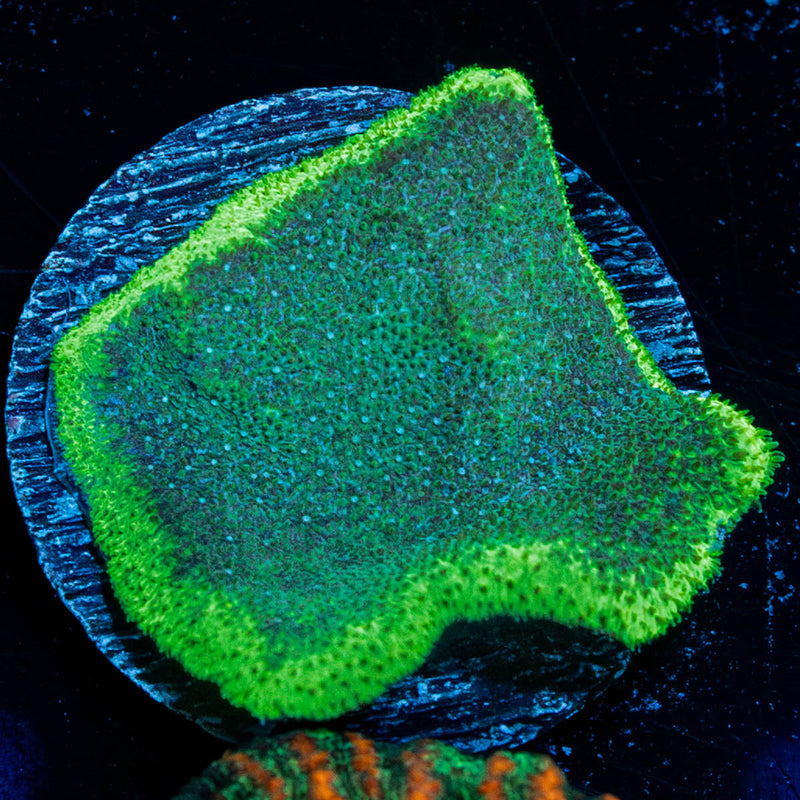 Poison Berry Psammocora