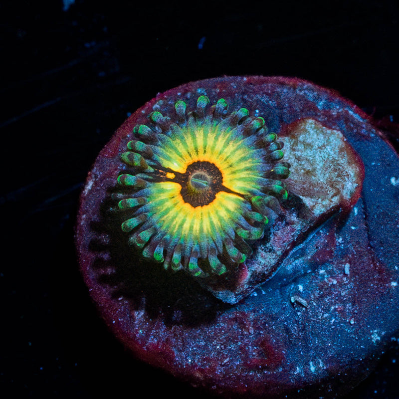 Sonic Flair Zoanthid