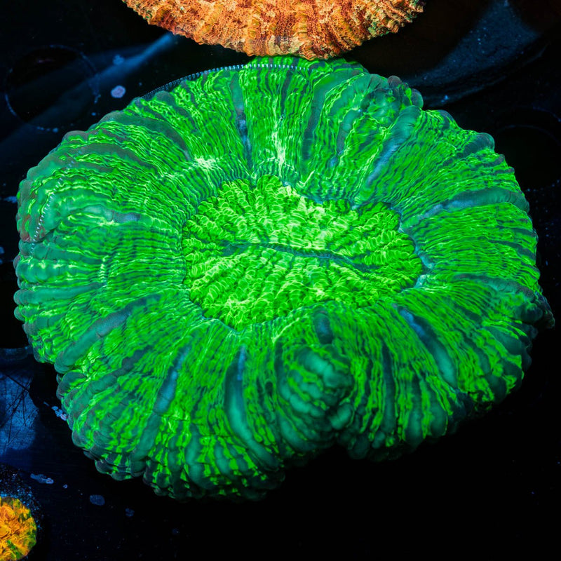 Green Striped Cyniaria