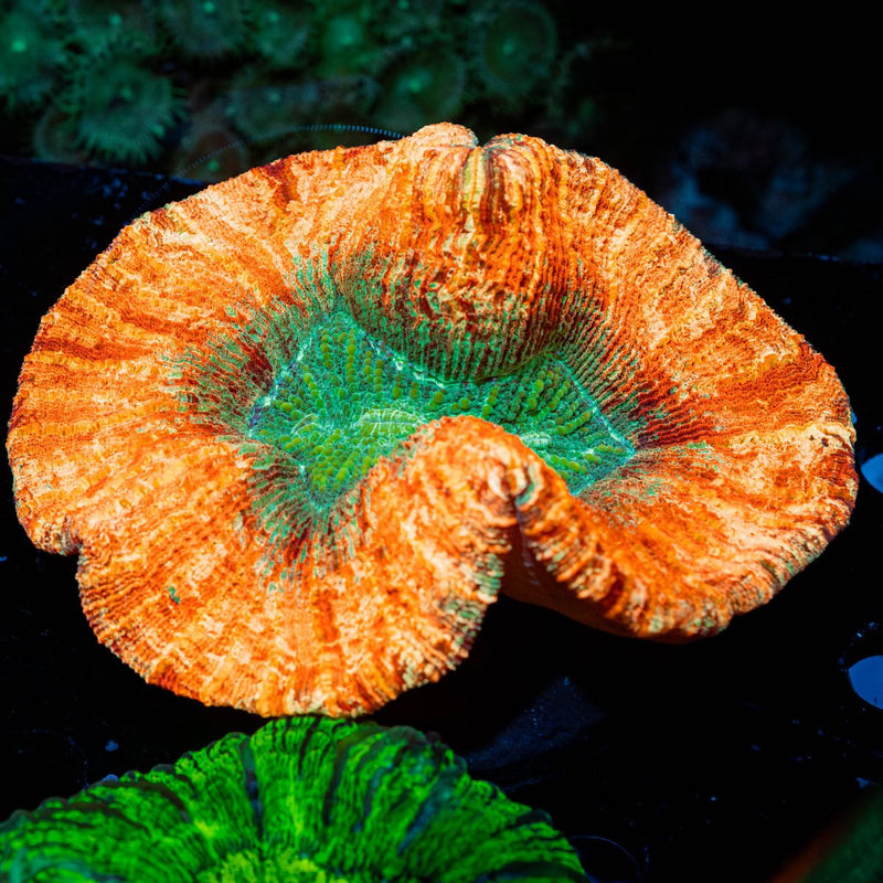 Ultra Rainbow Trachyphyllia