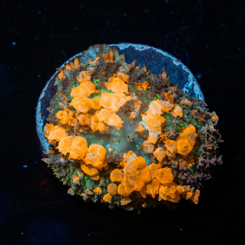 Sunkist Bounch mushroom