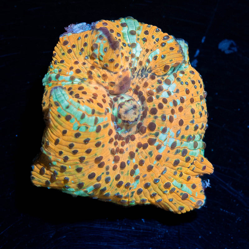 Leopard Print Mushroom