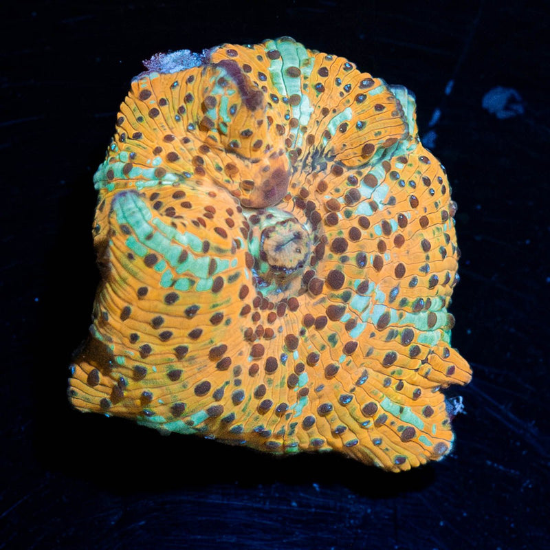 Leopard Print Mushroom