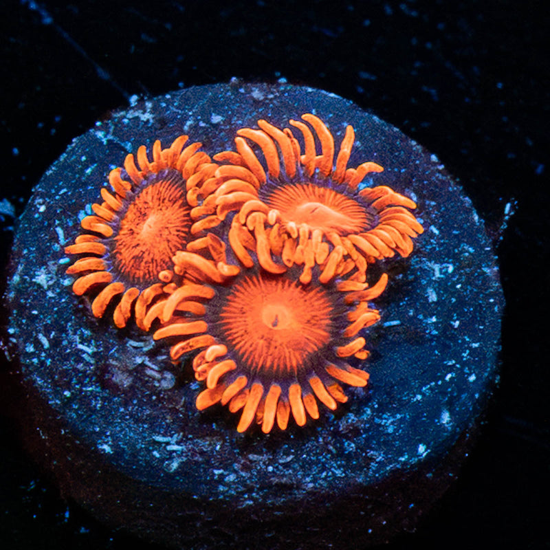 Orange Bam Bam Zoanthid