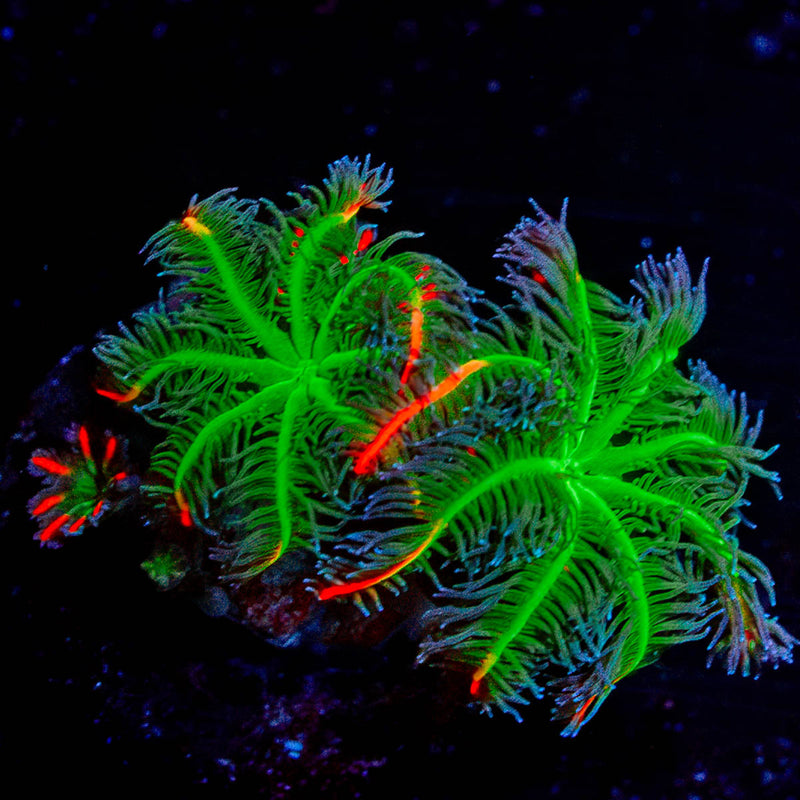 ARC FireWork Clove Polyps