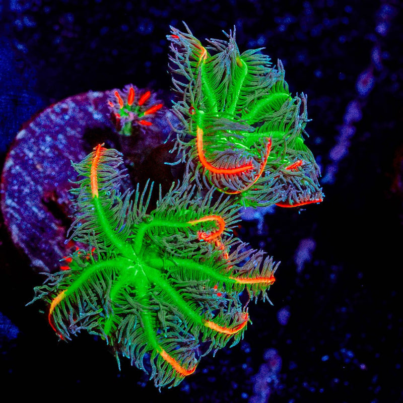 ARC FireWork Clove Polyps