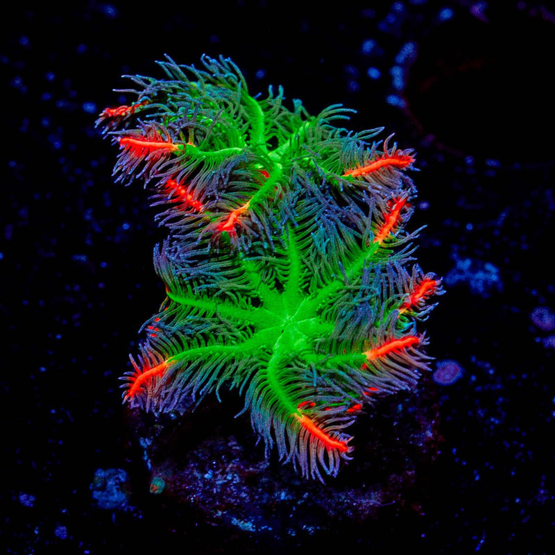 ARC FireWork Clove Polyps