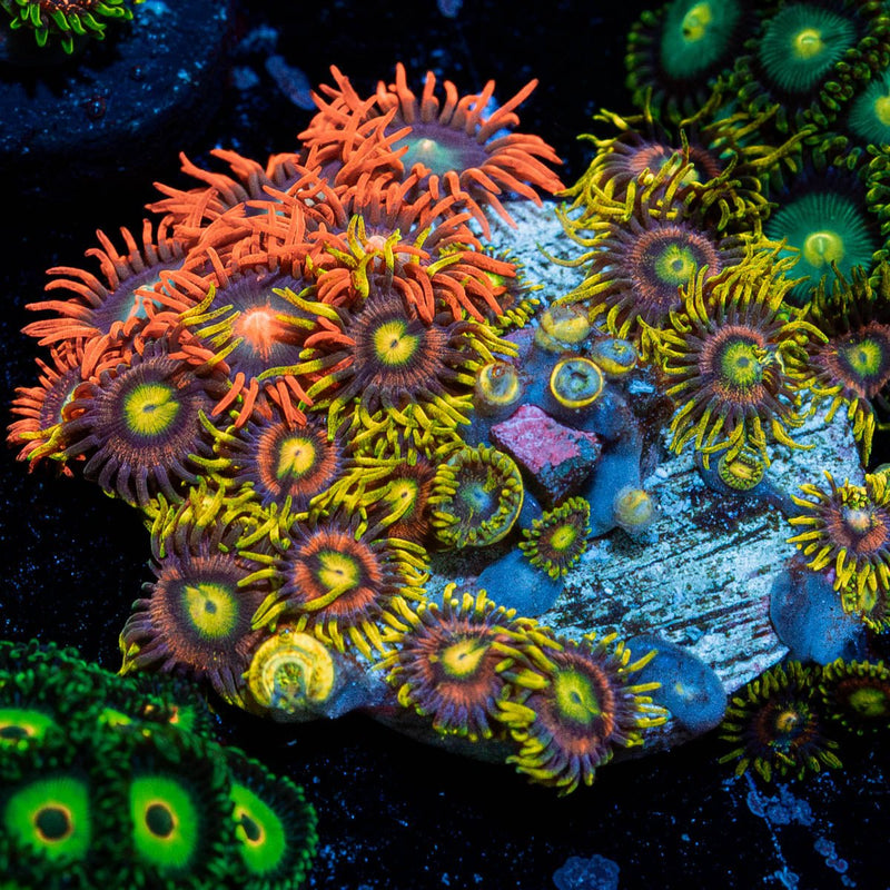 Multi Zoanthid Plug