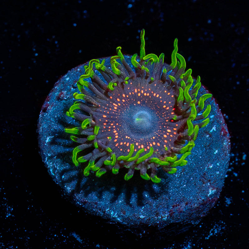 Psychosis Zoanthid