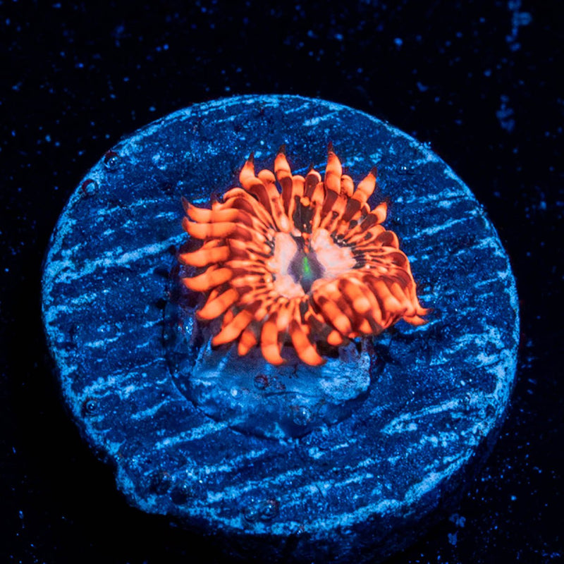 Utter Chaos Zoanthid