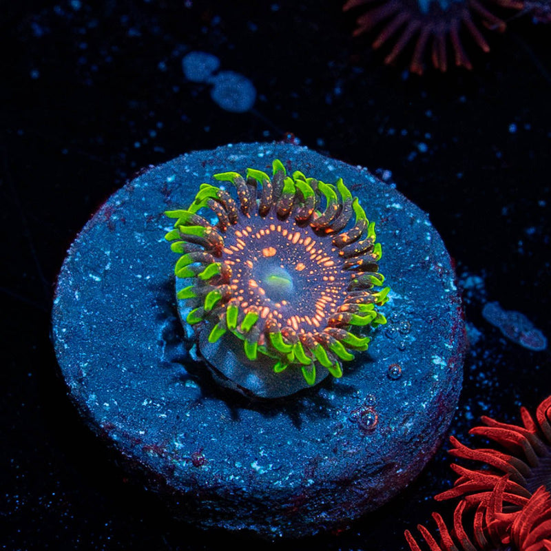 Psychosis Zoanthid