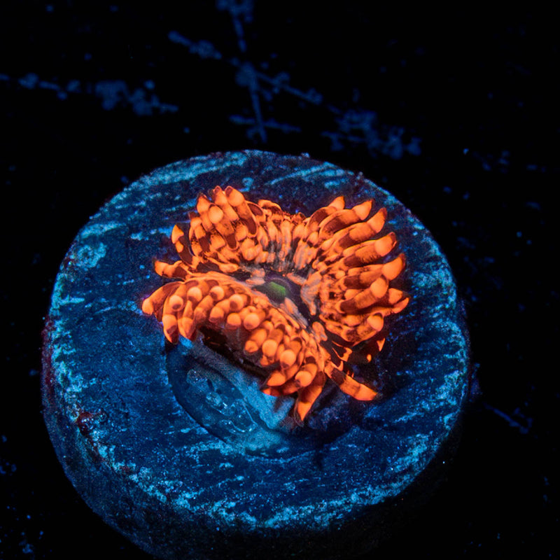 Utter Chaos Zoanthid