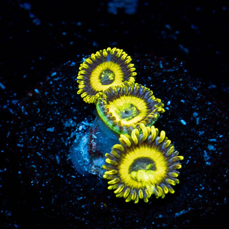 LA Lakers Zoanthid