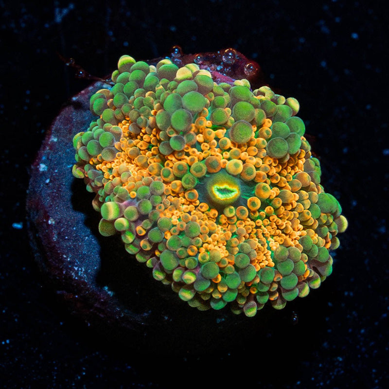 Midas Touch Yuma Mushroom