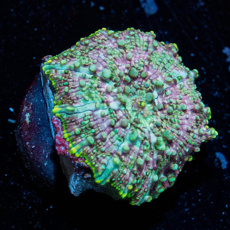 Pink Confetti Mushroom