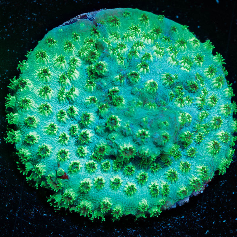 Seagrass Cypreastrea