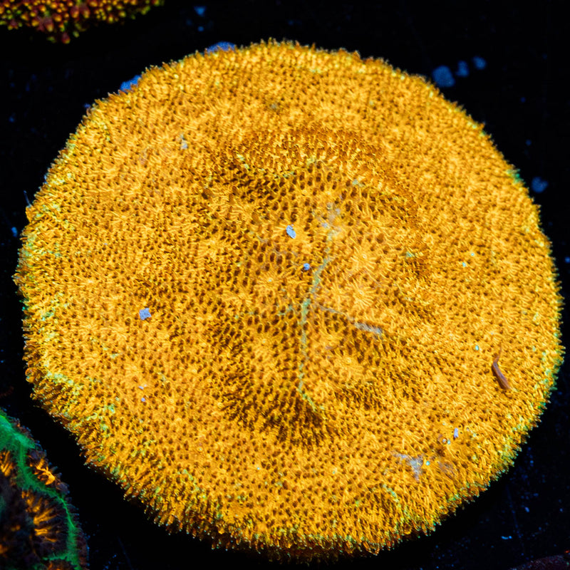 Watermelon Psacamacora