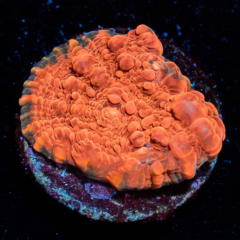 Jolly Rancher Chalice