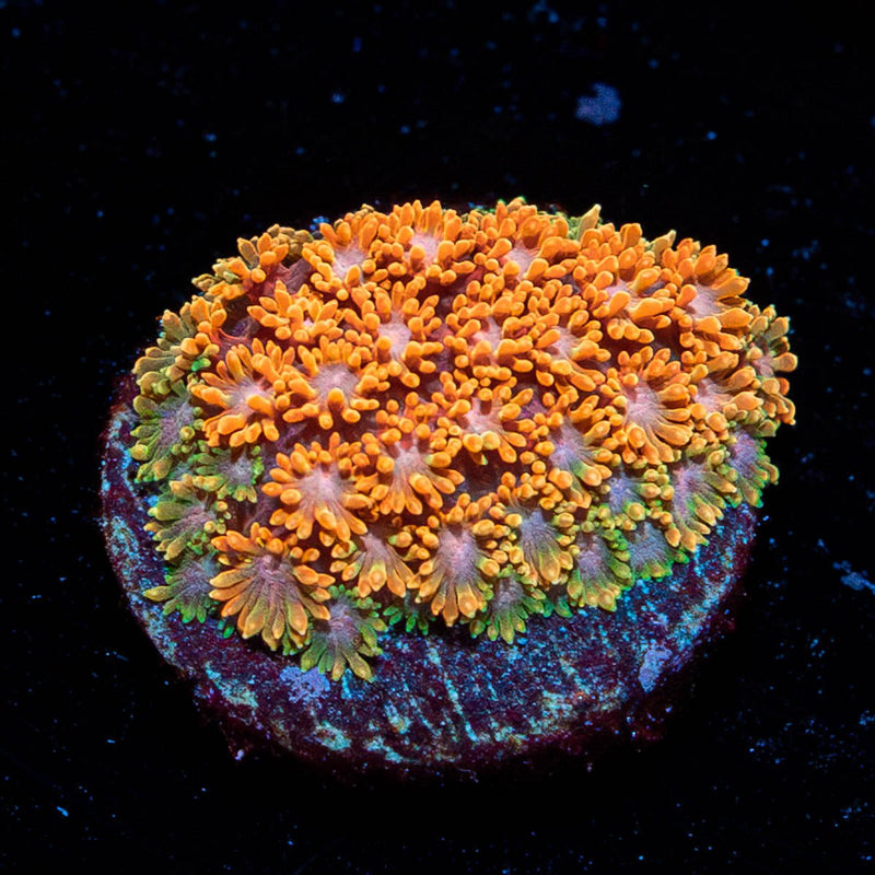 Laffy Taffy Barnardapora