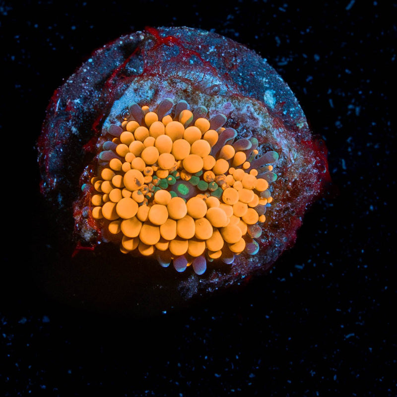 Orange Ricordia Mushroom